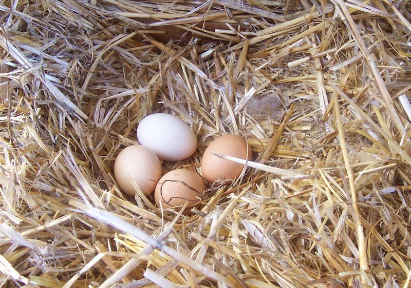 Dairy & Eggs